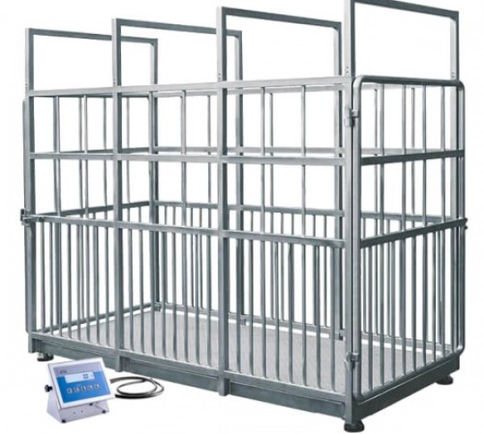 Cân chăn nuôi bằng thép không gỉ